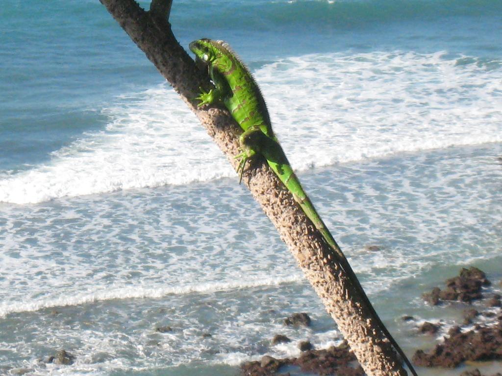 Pousada La Bonita Baia Formosa  Bagian luar foto